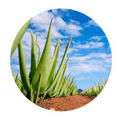 Aloe vera 