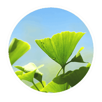 ginkgo biloba