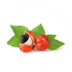 guarana seedds