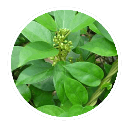 Ivy extract