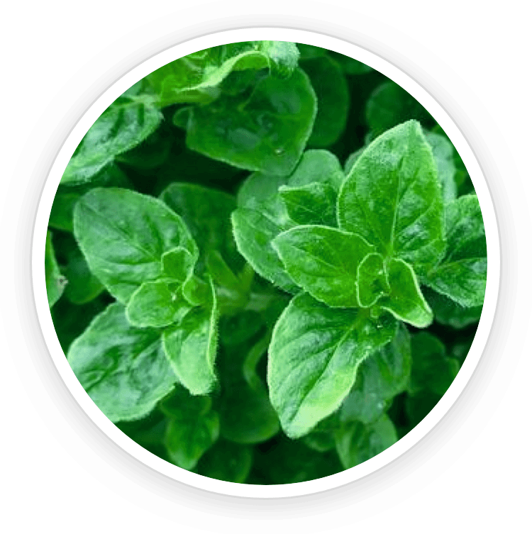PEPPERMINT